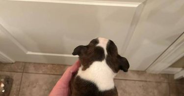 5 boys and 1 girl puppies