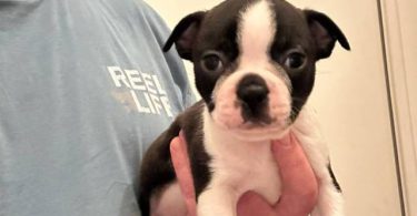 5 boys and 1 girl puppies