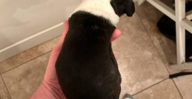 5 boys and 1 girl puppies
