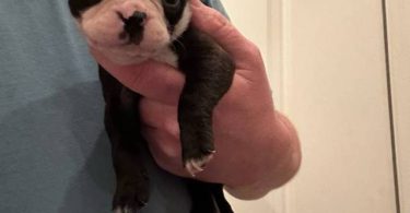 5 boys and 1 girl puppies