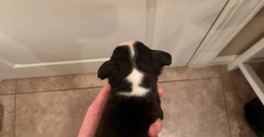 5 boys and 1 girl puppies