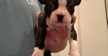 5 boys and 1 girl puppies