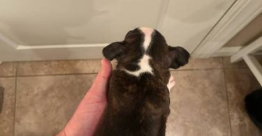 5 boys and 1 girl puppies