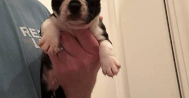 5 boys and 1 girl puppies