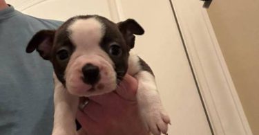 5 boys and 1 girl puppies