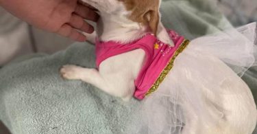 Young Chiweenie puppy for adoption