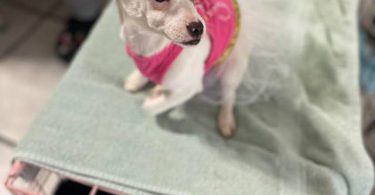 Young Chiweenie puppy for adoption