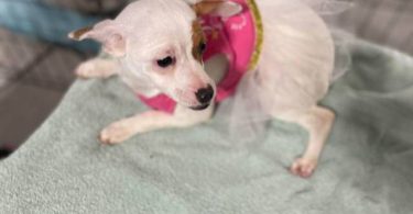Young Chiweenie puppy for adoption