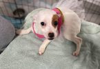 Young Chiweenie puppy for adoption