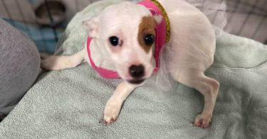 Young Chiweenie puppy for adoption