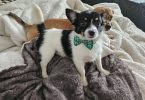 Chihuahua Alaskan Klee Kai Mix