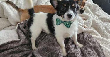 Chihuahua Alaskan Klee Kai Mix