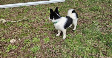 Chihuahua Alaskan Klee Kai Mix