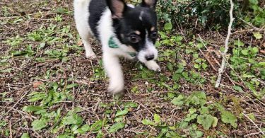 Chihuahua Alaskan Klee Kai Mix