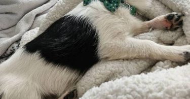 Chihuahua Alaskan Klee Kai Mix