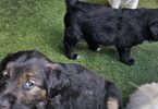Golden mix puppies