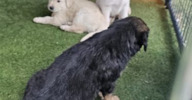 Golden mix puppies
