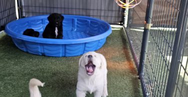 Golden mix puppies
