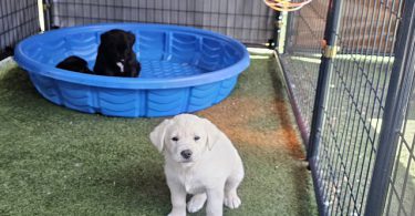 Golden mix puppies