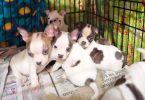 4 Boston Huahua pups for adoption