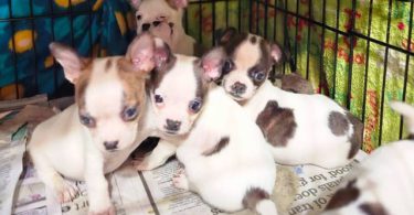 4 Boston Huahua pups for adoption