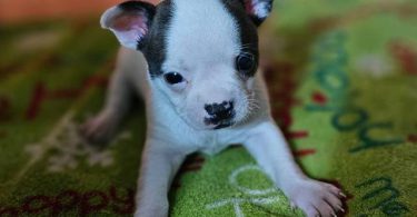 4 Boston Huahua pups for adoption