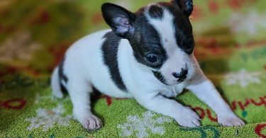 4 Boston Huahua pups for adoption