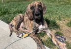 Hank little Great Dane