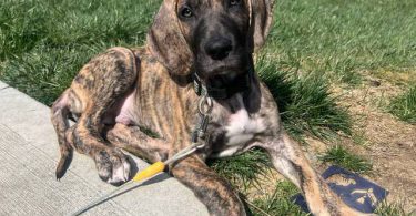 Hank little Great Dane