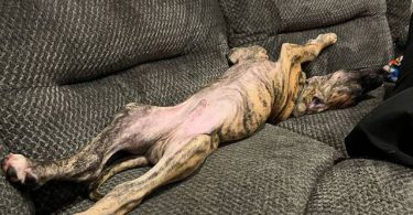 Hank little Great Dane