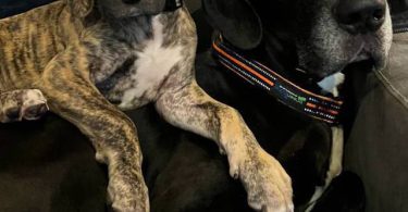 Hank little Great Dane