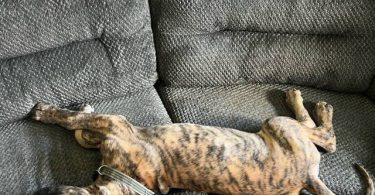 Hank little Great Dane