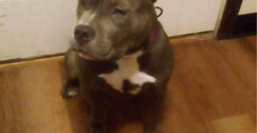Pit bull puppy