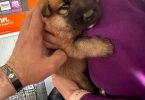 Purebred German shepherds
