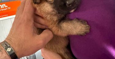 Purebred German shepherds