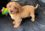 Beautiful female Doxie poodle