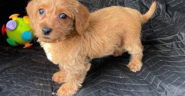 Beautiful female Doxie poodle