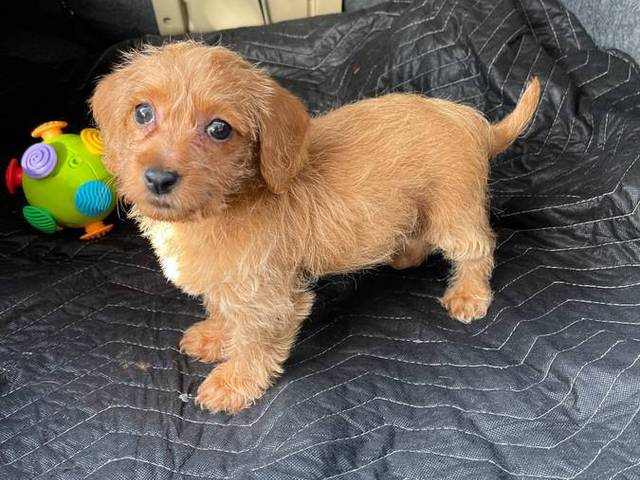 Beautiful female Doxie poodle