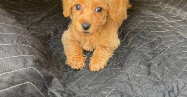 Beautiful female Doxie poodle