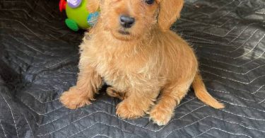 Beautiful female Doxie poodle