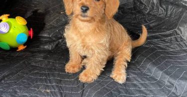 Beautiful female Doxie poodle