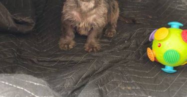 Beautiful female Doxie poodle
