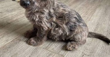 Beautiful female Doxie poodle