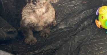 Beautiful female Doxie poodle
