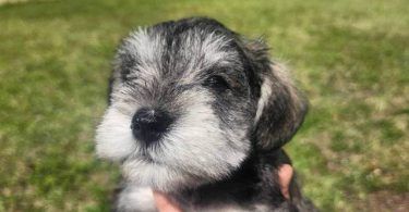 4 Miniature Schnauzer puppies