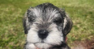 4 Miniature Schnauzer puppies