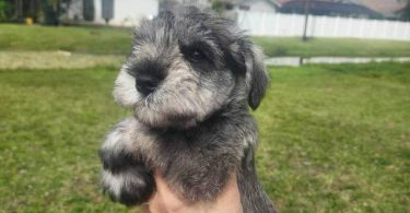 4 Miniature Schnauzer puppies