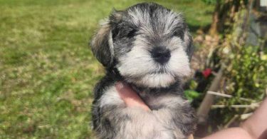 4 Miniature Schnauzer puppies