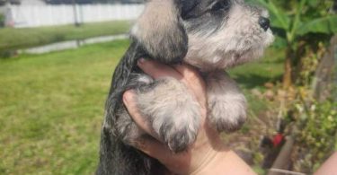 4 Miniature Schnauzer puppies