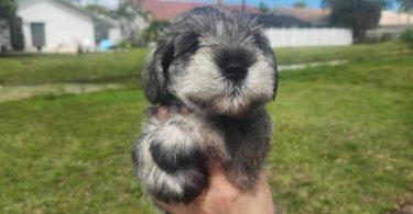 4 Miniature Schnauzer puppies